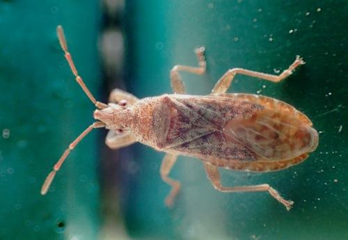 Orsillus sp.